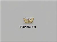 藏品(螟蛾245)的圖片